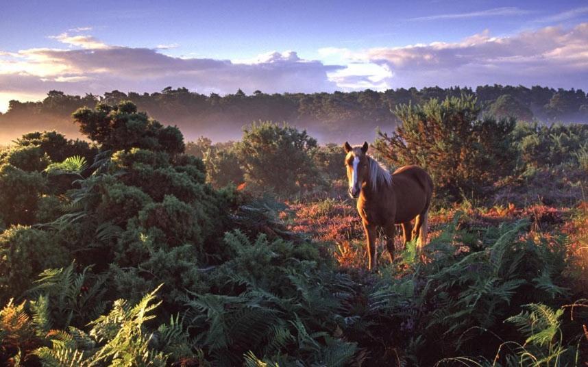 The Knightwood Oak A Luxury King Size En-Suite Space - Lymington New Forest With Totally Private Entrance - Key Box Entry - Free Parking & Private Outdoor Seating Area - Town ,Shops , Pubs & Solent Way Walking Distance & Complimentary Breakfast Items Eksteriør bilde