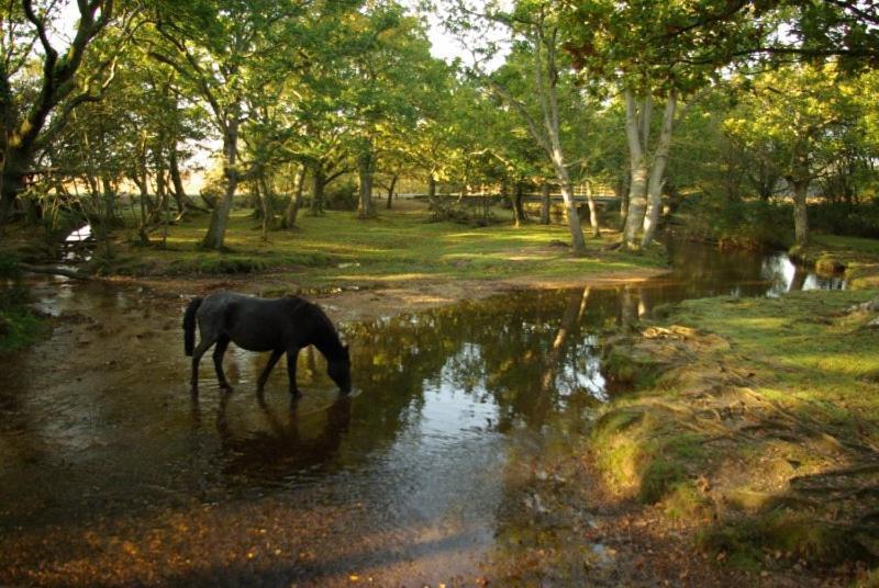 The Knightwood Oak A Luxury King Size En-Suite Space - Lymington New Forest With Totally Private Entrance - Key Box Entry - Free Parking & Private Outdoor Seating Area - Town ,Shops , Pubs & Solent Way Walking Distance & Complimentary Breakfast Items Eksteriør bilde